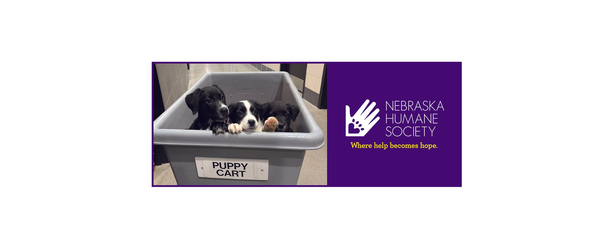 Nebraska Humane Society Store Raygun Custom